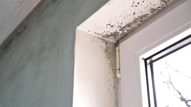 Mold Removal and Inspection in Lamar, CO