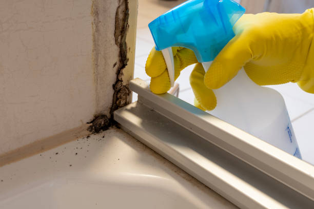 Professional Mold Removal in Lamar, CO