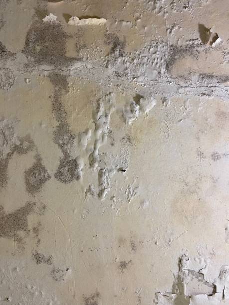 Best Local Mold Removal Service  in Lamar, CO
