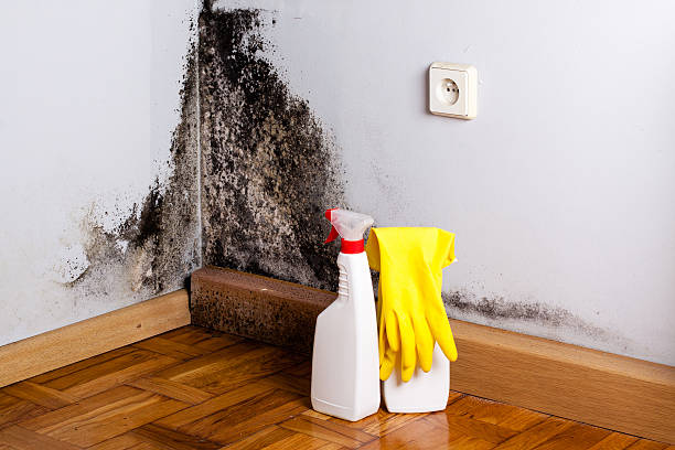Best Mold Cleaning Services  in Lamar, CO