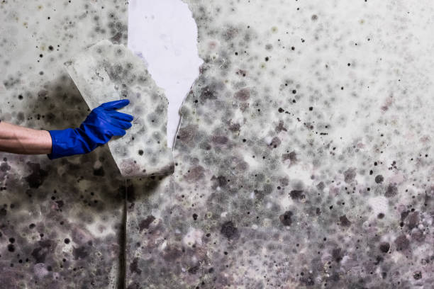 Best Affordable Mold Removal  in Lamar, CO